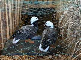 20. Landesziergeflügelschau