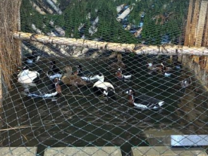 20. Landesziergeflügelschau