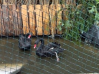 20. Landesziergeflügelschau