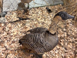 20. Landesziergeflügelschau