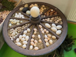 20. Landesziergeflügelschau