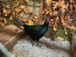 20. Landesziergeflügelschau