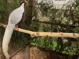 20. Landesziergeflügelschau