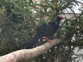 20. Landesziergeflügelschau