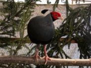 20. Landesziergeflügelschau