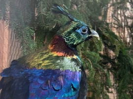 20. Landesziergeflügelschau